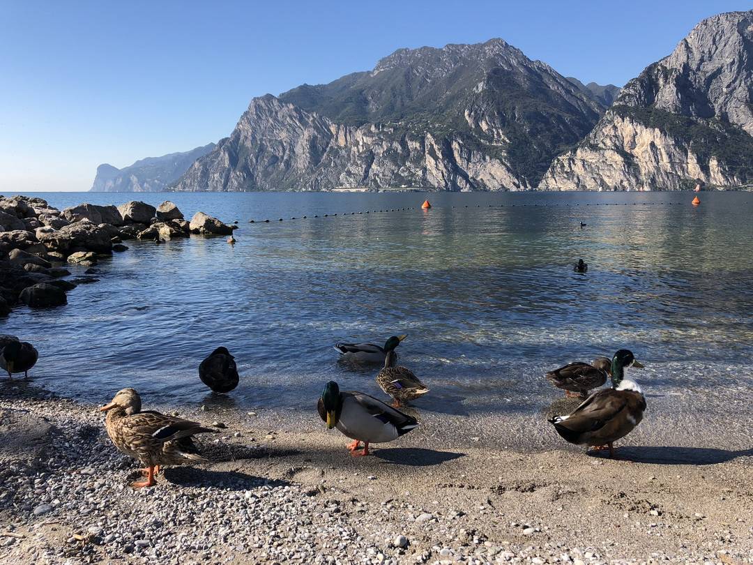 Enten Der Gardasee ruft!