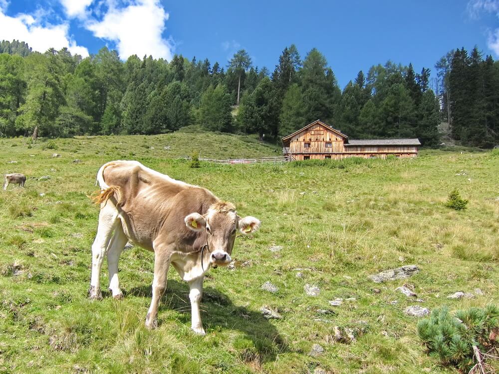 Luegeralm