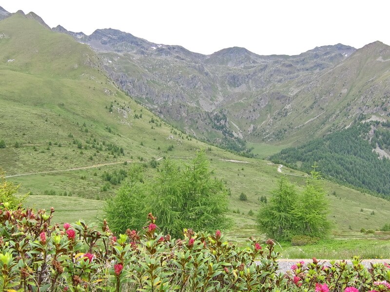 Am Col Carette