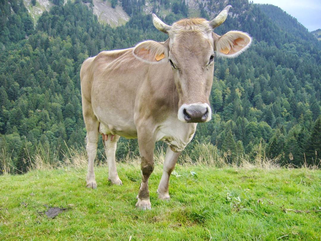 Verständnis? Unverständnis? Ach was. Egal!