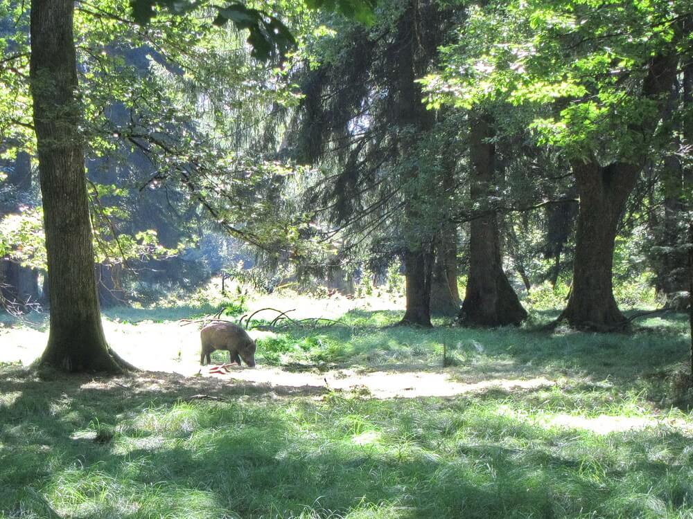 Forstenrieder Park