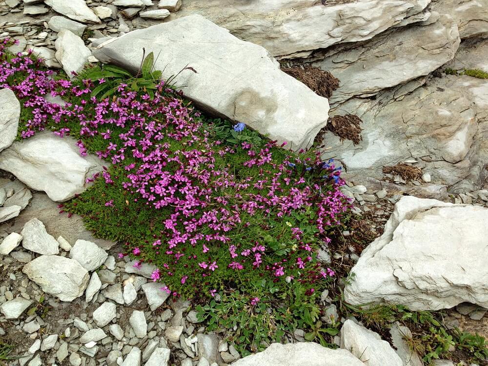 Die Blumen sind stärker als der Schnee