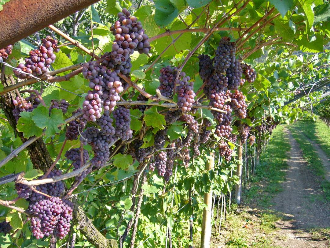 Impressionen von der Strecke durch die Weinberge