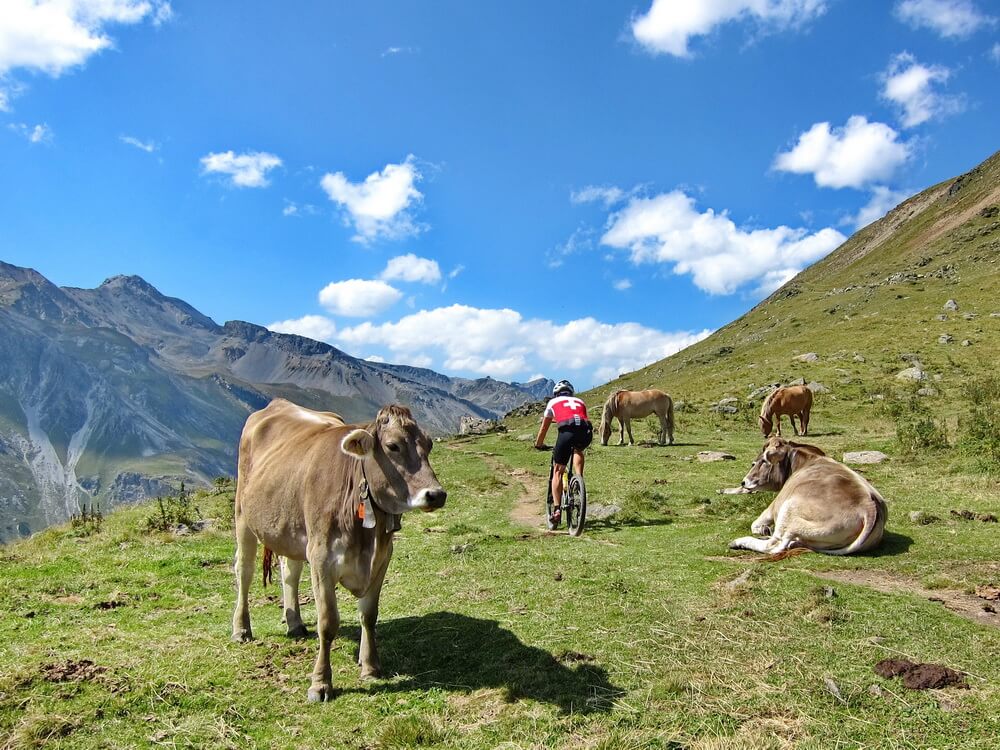 Nicht allein auf dem Höhentrail zur Sesvenna-Hütte