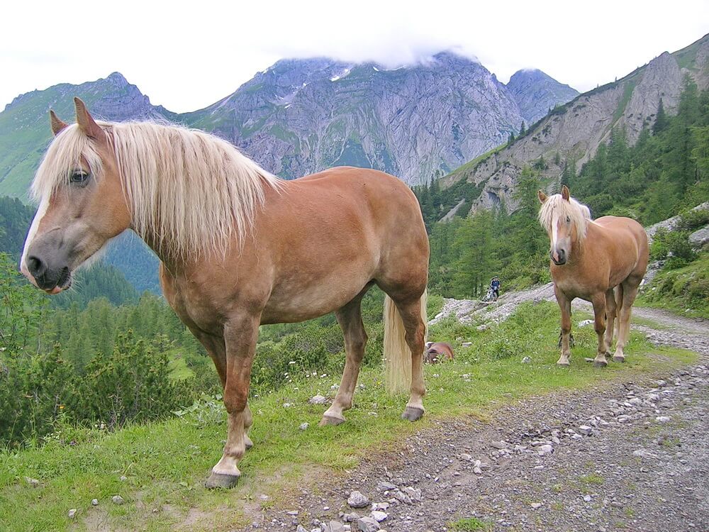 Gesellschaft auf dem Weg zum Lamsenjoch