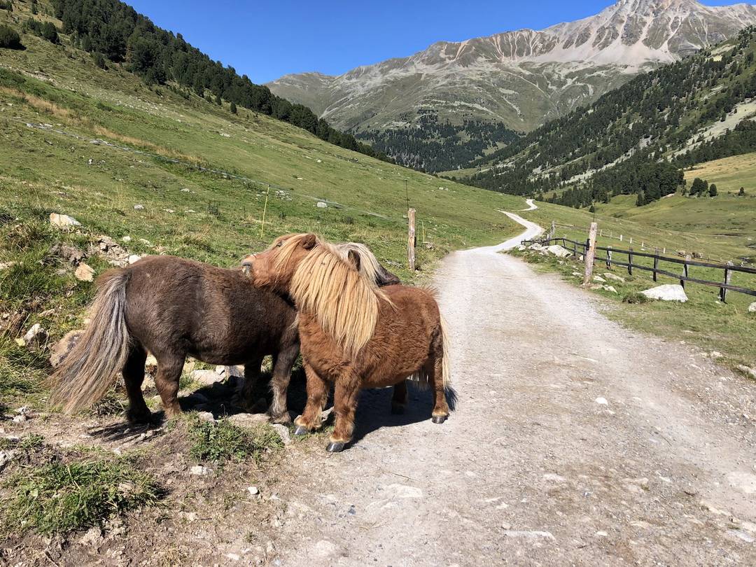 Pferde Interessante Begegnung in der Nähe der Alp Astras