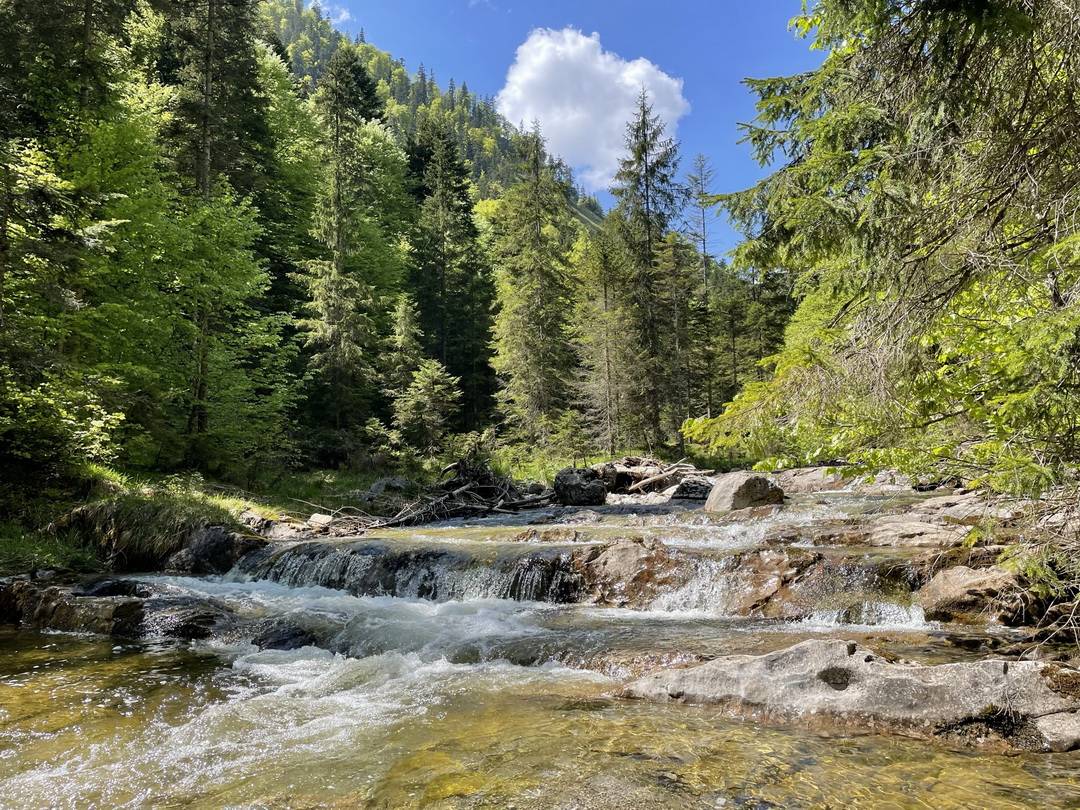 Zartes Grün im Frühling am Bayrbach