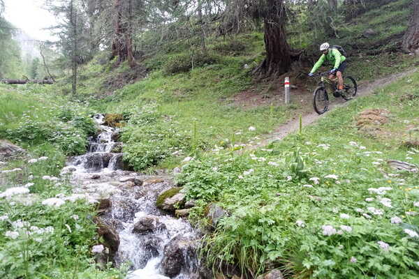 Alp Campatsch Trail